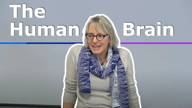 The Human Brain